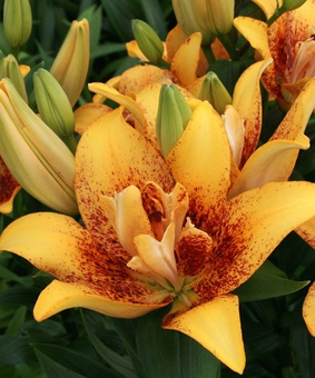 Лилия азиатская махровая Дабл Наггет 1 шт, Польша