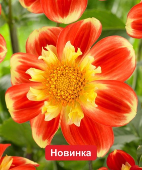 Георгина анемоновидная Пух, 1 шт, Нидерланды