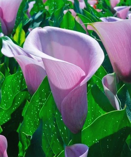 Калла Капитан Виолетта, 1 шт, Нидерланды