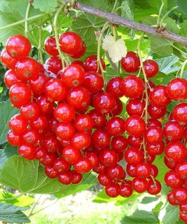 Смородина красная Йонкер ван Тетс 1 шт, РБ