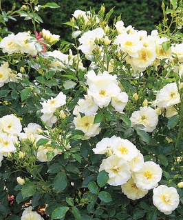 Роза почвопокровная Вайт Кавер 1 шт, Сербия