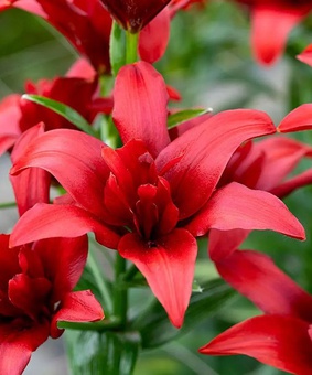 Лилия азиатская махровая Болд Игл 1 шт, Польша