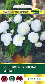 Бегония клубневая Белая (Cerny seed) 10 шт, РБ