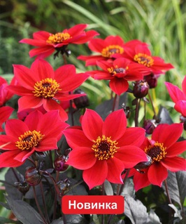 Георгина бордюрная Хэппи Дейс Черри Ред, 1 шт, Нидерланды