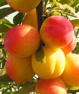 Алыча гибридная Ветразь 2 1 шт, РБ