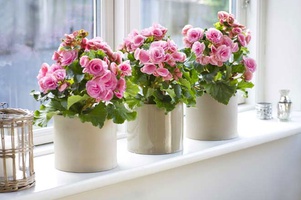 Горшки, уход за цветами