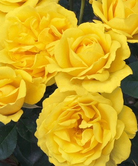 Роза флорибунда Карт д`Ор, 1 шт, Сербия