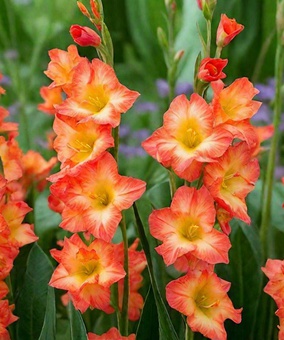 Гладиолус гофрированный Флеминг Сансет, 3 шт, Нидерланды