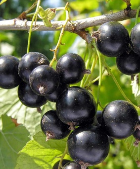 Смородина черная Памяти Вавилова 1 шт, РБ