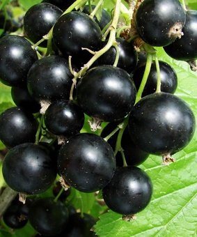 Смородина черная Ядреная 1 шт, РБ