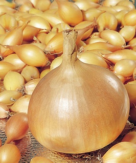 Лyк ceвoк фacoвaнный Гepкyлec (10-21 мм) 0,5 кг, Нидерланды