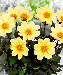 Георгина бордюрная Хэппи Дейс Лемон, 1 шт, Нидерланды