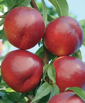 Нектарин Харко 1 шт, РБ