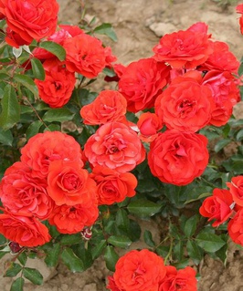 Роза миниатюрная Оранж Джувел 1 шт, Сербия