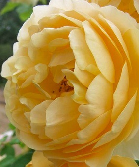 Роза английская Грехам Томас 1 шт, Сербия