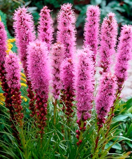 Лиатрис Спиката, 5 шт, Нидерланды