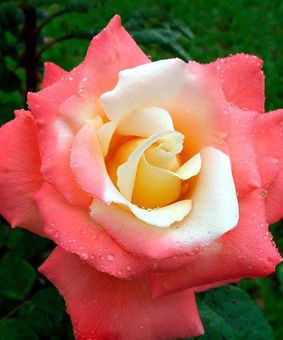 Роза чайно-гибридная Летиция Каста 1 шт, Сербия