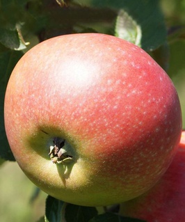 Яблоня Елена 1 шт, РБ