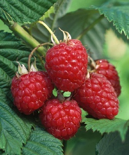 Малина рем. Херитейдж 1 шт, РБ