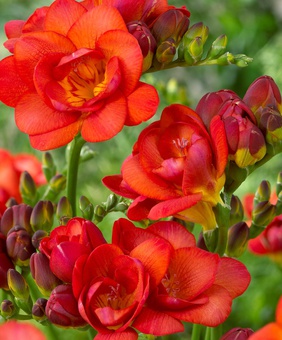 Фрезия Дабл Ред, 5 шт, Нидерланды