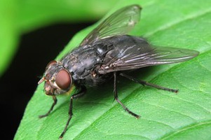 Средства от бытовых насекомых и муравьев