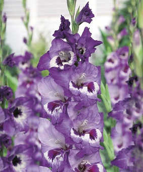 Гладиолус крупноцветковый Виста, 3 шт, Нидерланды