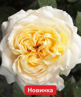 Роза чайно-гибридная Май Гёрл 1 шт, Сербия