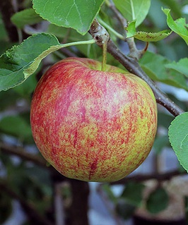 Яблоня Джонаголд 1 шт, РБ