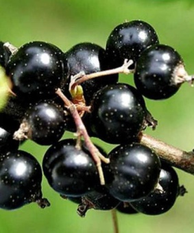 Смородина черная Церера 1 шт, РБ