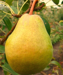 Груша Просто Мария 1 шт, РБ