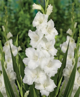Гладиолус крупноцветковый Вайт Просперити, 3 шт, Нидерланды