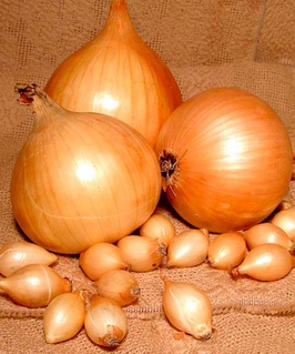 Лук севок фасованный Стурон (15-22 мм) 0,5 кг, РФ