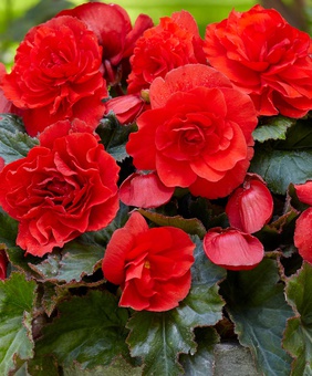 Бегония клубневая Дабл Рэд, 1 шт, Нидерланды