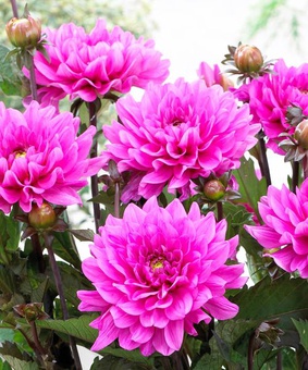 Георгина бордюрная Блюсетт, 1 шт, Нидерланды