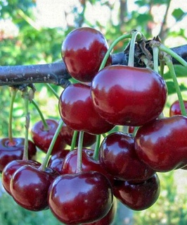 Вишня Дебрецени 1 шт, РБ