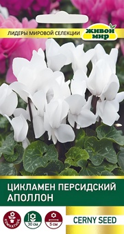 Цикламен персидский Аполлон (Cerny seed) 3 шт, РБ