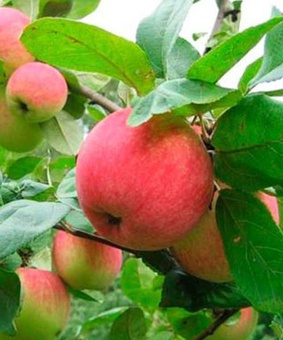 Яблоня Утро 1 шт, РБ