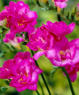 Фрезия Дабл Пинк, 5 шт, Нидерланды