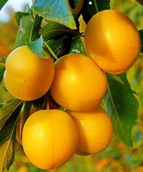 Алыча гибридная Лодва 1 шт, РБ