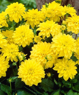 Георгина бордюрная Галлери Сезанн, 1 шт, Нидерланды