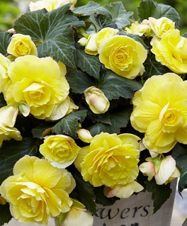 Бегония клубневая Дабл Елоу, 1 шт, Нидерланды