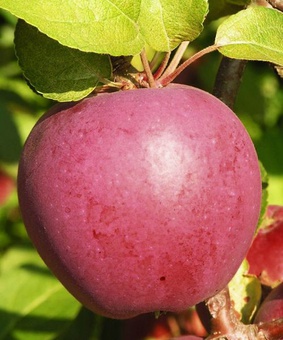 Яблоня Имант 1 шт, РБ