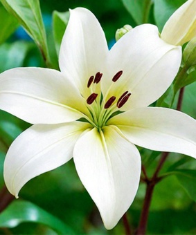 Лилия ЛА-гибрид Брайт Даймонд 1 шт, Польша