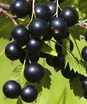 Смородина черная Селеченская-2 1 шт, РБ