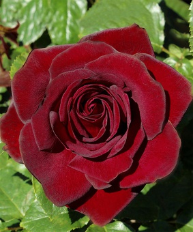 Роза чайно-гибридная Шварц Мадонна 1 шт, Сербия