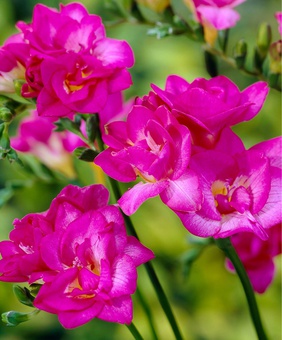 Фрезия Дабл Пинк, 5 шт, Нидерланды