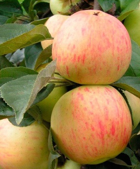 Яблоня Юбиляр 1 шт, РБ