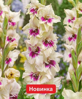 Гладиолус крупноцветковый Амбер Мистик, 3 шт, Нидерланды