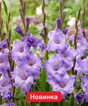 Гладиолус крупноцветковый Милка, 3 шт, Нидерланды