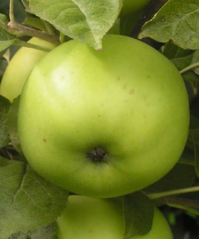 Яблоня Коштеля 1 шт, РБ